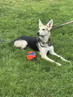 Sophie, a female German Shepherd Dog for sale in Horsham, PA – 2 of 3