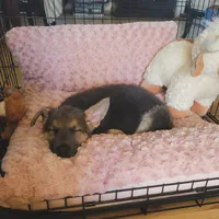 Karma's Litter, a male German Shepherd Dog for sale in Horsham, PA – 3 of 5