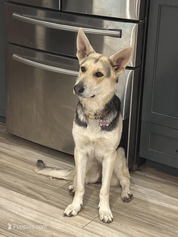 Sophie – German Shepherd Dog puppy for sale in Horsham, PA