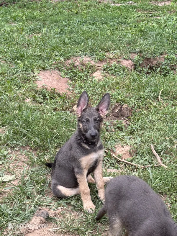 Lilac – German Shepherd Dog puppy for sale in Horsham, PA