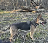 Bay, a female German Shepherd Dog for sale in Horsham, PA – 3 of 5