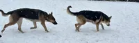 Bay, a female German Shepherd Dog for sale in Horsham, PA – 2 of 5