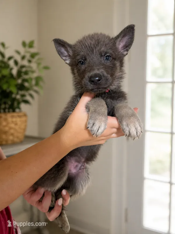 Blue Male – German Shepherd Dog puppy for sale in Horsham, PA