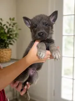 Blue Male, a male German Shepherd Dog for sale in Horsham, PA – 1 of 1