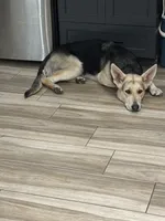 Sophie, a female German Shepherd Dog for sale in Horsham, PA – 3 of 3