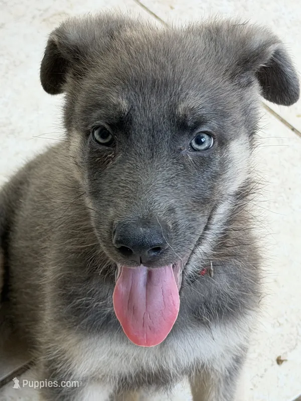 Red – German Shepherd Dog puppy for sale in Horsham, PA