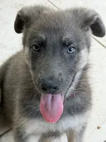 Red, a female German Shepherd Dog for sale in Horsham, PA – 1 of 1