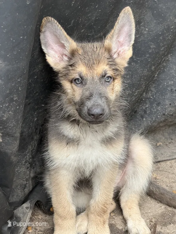 Neon – German Shepherd Dog puppy for sale in Horsham, PA
