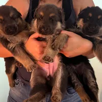 Karma's Litter, a male German Shepherd Dog for sale in Horsham, PA – 5 of 5