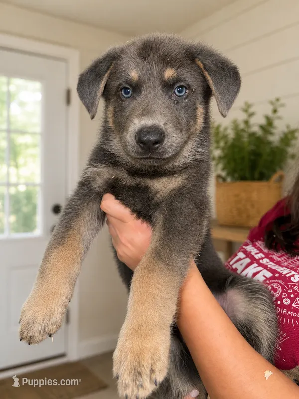FEMALE PUPPY – German Shepherd Dog puppy for sale in Horsham, PA