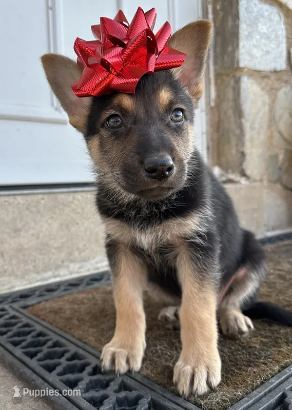 Karma's Litter – German Shepherd Dog puppy for sale in Horsham, PA