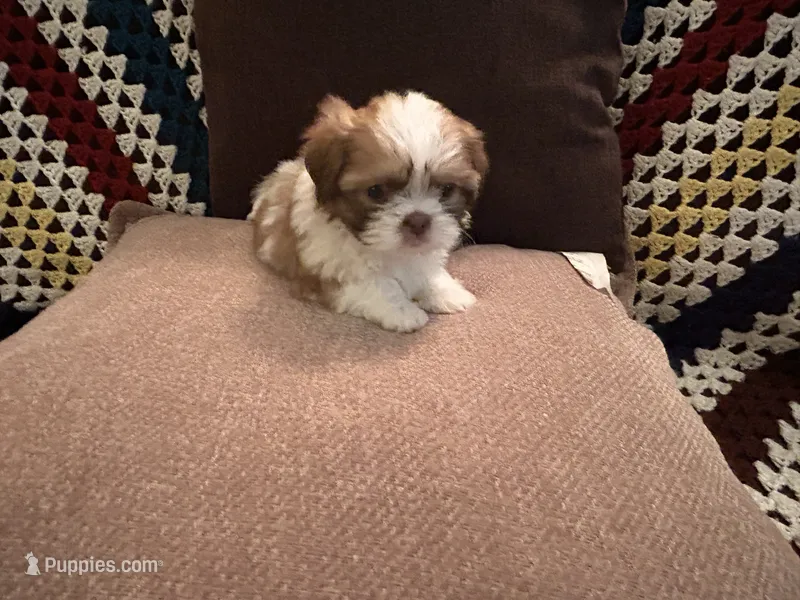 Promise – Shih Tzu puppy for sale in Crystal, MN