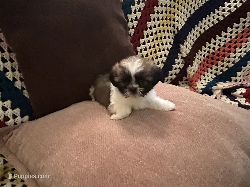 Tinkerbelle – Shih Tzu puppy for sale in Crystal, MN