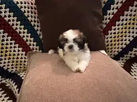 TJ, a male Shih Tzu for sale in Maple Lake, MN – 3 of 3