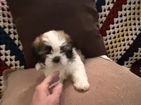TJ, a male Shih Tzu for sale in Maple Lake, MN – 2 of 3