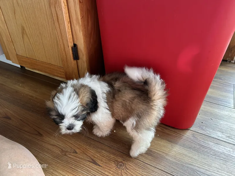 TJ – Shih Tzu puppy for sale in Crystal, MN