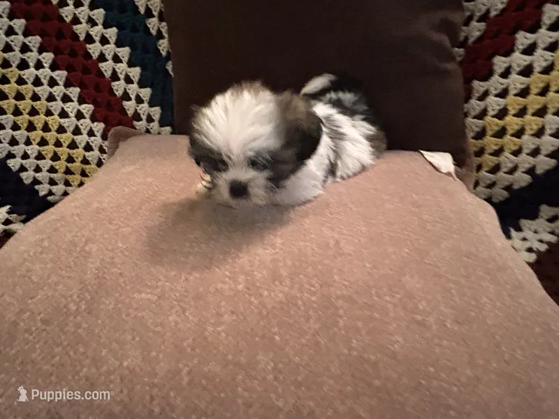 Peter – Shih Tzu puppy for sale in Crystal, MN