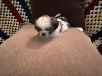 Peter, a male Shih Tzu for sale in Crystal, MN – 1 of 1