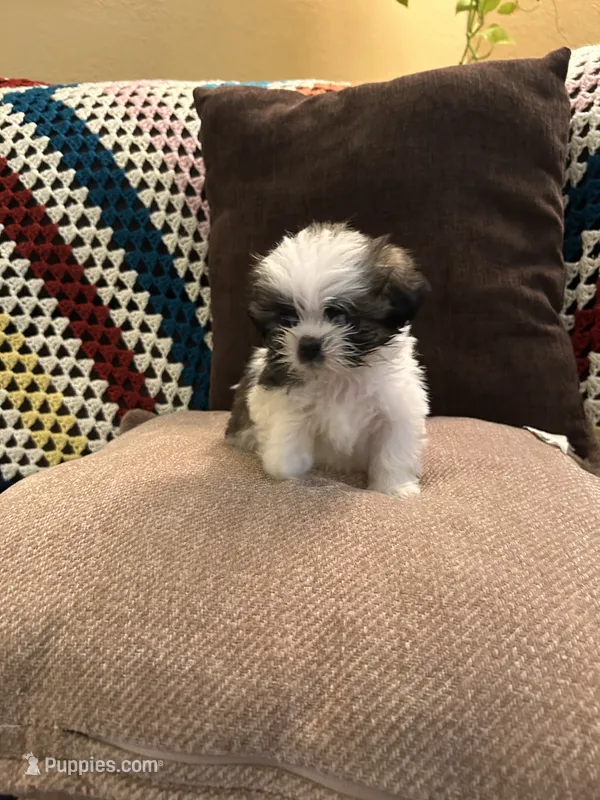 TJ – Shih Tzu puppy for sale in Crystal, MN