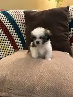 TJ, a male Shih Tzu for sale in Crystal, MN – 1 of 1