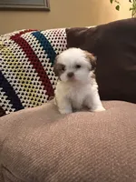 Blanch, a female Shih Tzu for sale in Crystal, MN – 1 of 2
