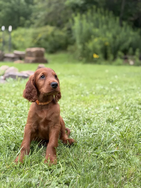 Orange collar  – Irish Setter puppy for sale in Oneonta, NY