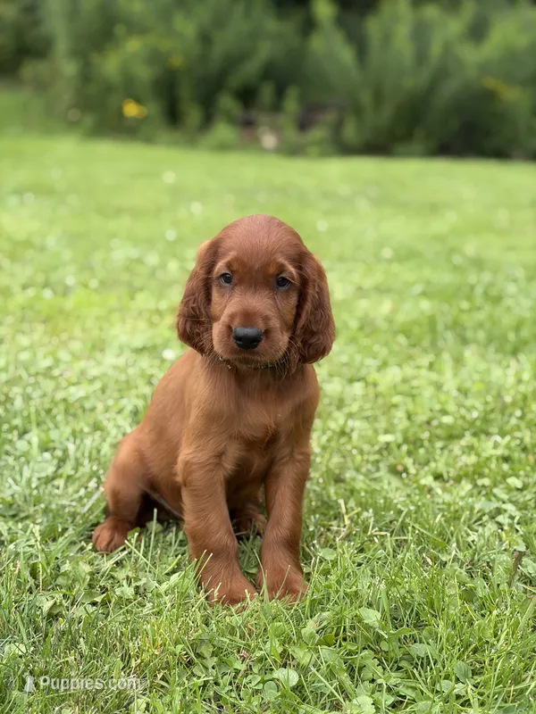 Black collar  – Irish Setter puppy for sale in Oneonta, NY