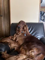 Male #5, a male Irish Setter for sale in Oneonta, NY – 5 of 5