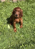 Black collar , a male Irish Setter for sale in Oneonta, NY – 2 of 3