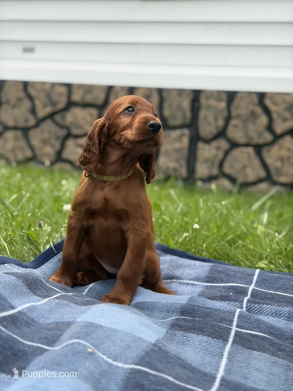 Light green collar  – Irish Setter puppy for sale in Oneonta, NY