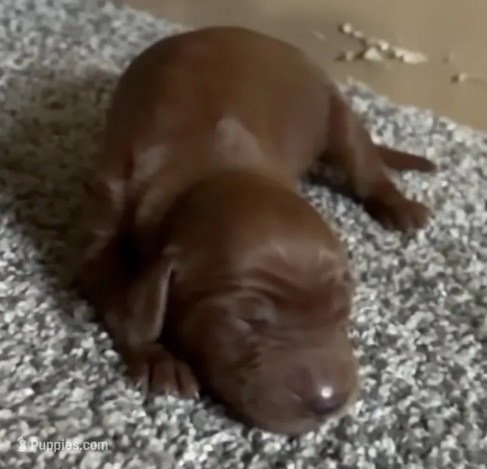 Male #5 – Irish Setter puppy for sale in Oneonta, NY