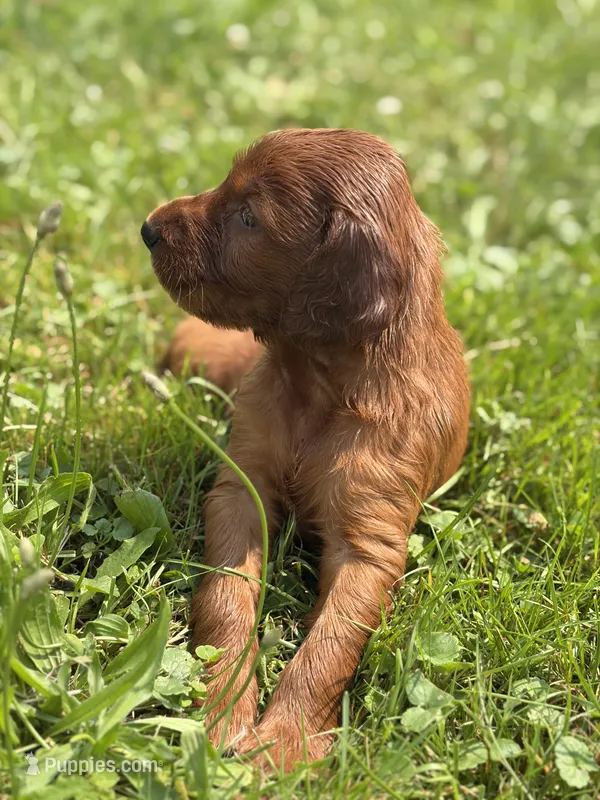 Female #6 – Irish Setter puppy for sale in Oneonta, NY