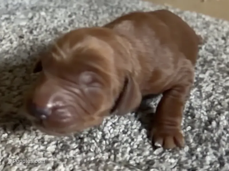 Female #5  – Irish Setter puppy for sale in Oneonta, NY