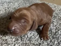 Female #5 , a female Irish Setter for sale in Oneonta, NY – 1 of 5