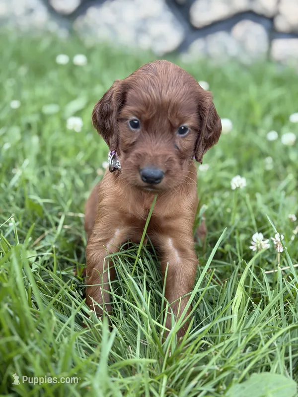 Purple collar  – Irish Setter puppy on hold in Oneonta, NY