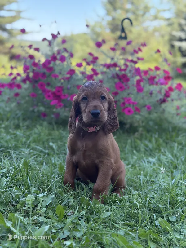 Light pink collar  – Irish Setter puppy on hold in Oneonta, NY