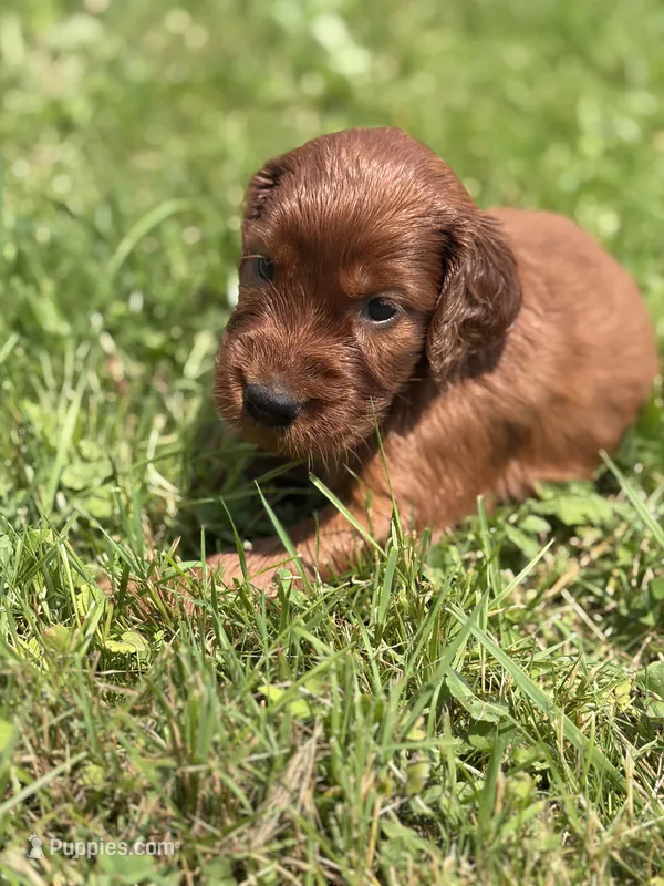 Female #5  – Irish Setter puppy for sale in Oneonta, NY