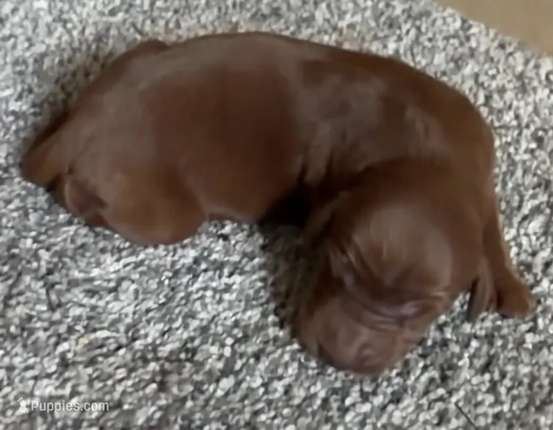 Male #2 – Irish Setter puppy for sale in Oneonta, NY