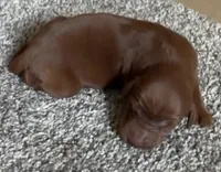 Male #2, a male Irish Setter for sale in Oneonta, NY – 1 of 5