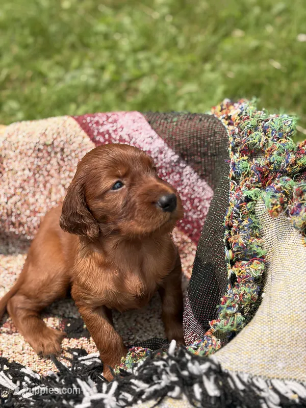 Male #2 – Irish Setter puppy for sale in Oneonta, NY