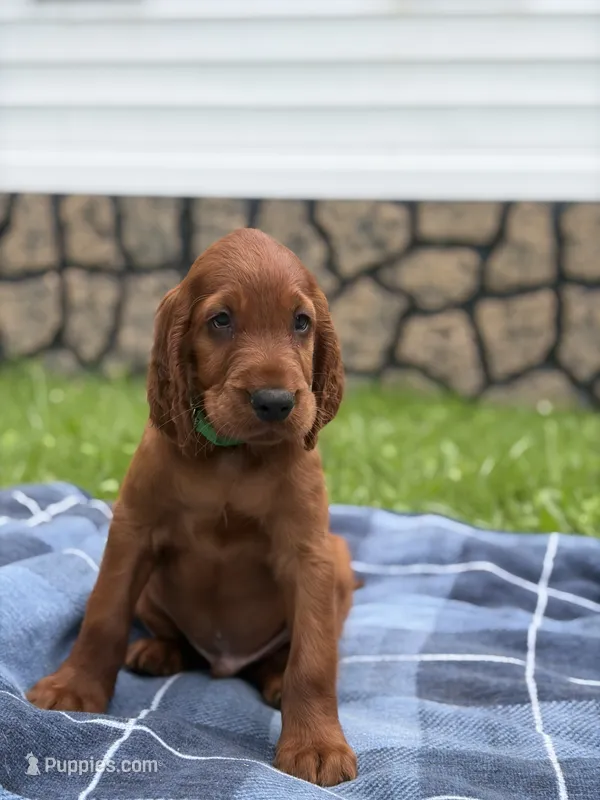 Dark green collar – Irish Setter puppy on hold in Oneonta, NY