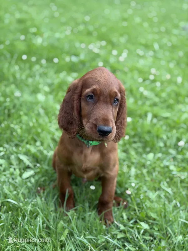 Dark green collar – Irish Setter puppy for sale in Oneonta, NY