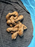 Female #2, a female Irish Setter for sale in Oneonta, NY – 2 of 5