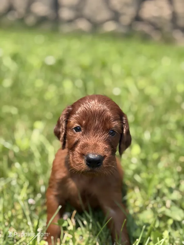 Male #3 – Irish Setter puppy for sale in Oneonta, NY
