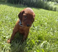 Light blue collar , a male Irish Setter for sale in Oneonta, NY – 1 of 10