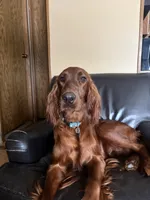 Female #3, a female Irish Setter for sale in Oneonta, NY – 4 of 5
