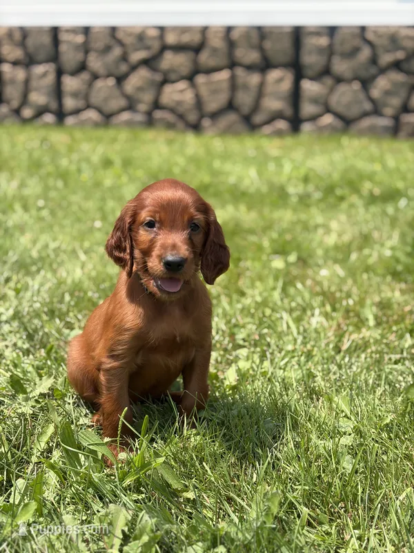 Light blue collar  – Irish Setter puppy for sale in Oneonta, NY