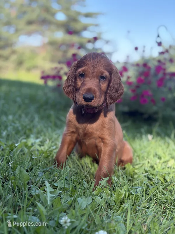 Dark pink collar  – Irish Setter puppy for sale in Oneonta, NY