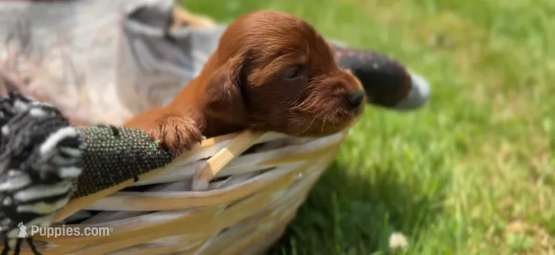 Male #4 – Irish Setter puppy for sale in Oneonta, NY