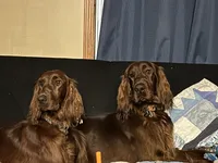 Light pink collar , a female Irish Setter for sale in Oneonta, NY – 10 of 10